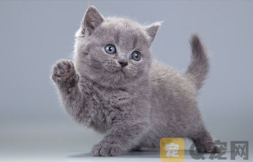 猫咪为何打呼噜？喵星人语言辨析